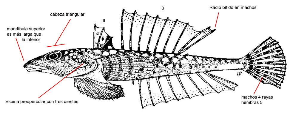 Callionymus risso_0011.jpg